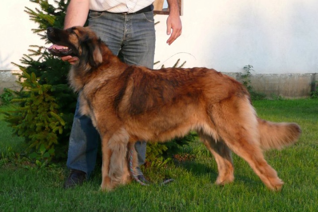 Hungarian Pearl Kennel